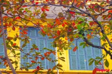 Hanói, bella y romántica en la estación del cambio de hojas del almendro 