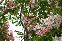 La belleza de las flores de durazno en provincia vietnamita