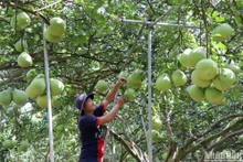 Aldea de pomelos de Tan Trieu en preparación del Tet