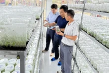 En una empresa en la provincia de Gia Lai (Foto: Nhan Dan)