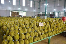 Las exportaciones de durían alcanzaron 254 millones de dólares en los primeros tres meses de 2024, un aumento interanual de 66 por ciento. (Foto:VNA)
