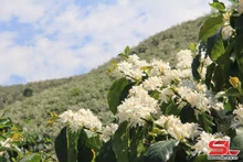 Contemplan temporada de floración de café en provincia de Son La (Foto: baosonla.vn)