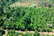 La producción de pimienta de Vietnam representa alrededor del 40 por ciento del total mundial y cerca del 55 por ciento del valor de las exportaciones.