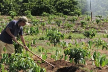 Vietnam fija objetivo de exportación de productos de cultivos industriales