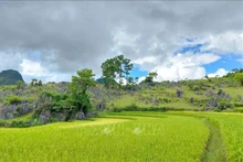 Los campos en terrazas en Dien Bien (Foto: VNA)