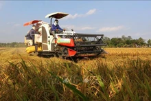 Cosecha de arroz invierno-primavera en la provincia de Hau Giang. (Foto: VNA)