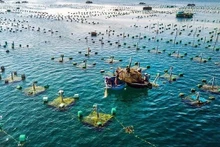 Khanh Hoa es una de las localidades con muchas ventajas en cultivo marino con muchas especies de alto valor económico. (Foto: VNA)