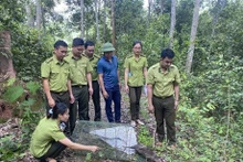 Liberan a cuatro puercoespines de cola de cepillo al hábitat natural en Vietnam