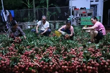 Lichis de Luc Ngan, especialidad de la provincia de Bac Giang (Foto: VNA)