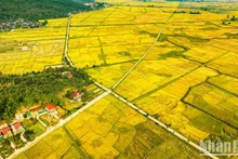 Los campos con un color dorado brillante.