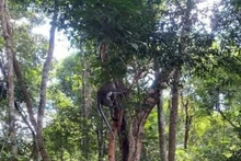 Un mono liberado a hábitat natural (Foto:VNA)