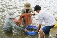 Los agricultores cosechan camarones en la provincia sureña de Ben Tre. (Fotografía: VNA)
