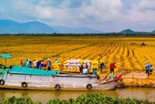 El Delta del río Mekong es una importante región económica agrícola del país (Foto:nongnghiep.vn)
