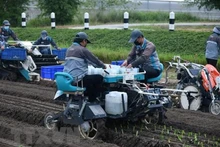 Los trabajadores en la granja de Kobuta en Tailandia (Foto: VNA)
