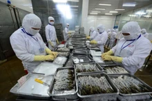 Procesamiento de camarones para exportación. (Foto: thanhnien.vn)