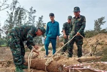 Soldados desactivan la bomba de 150 kg en la provincia de Tra Vinh. (Foto: VNA)