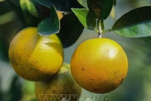 Naranjas de Cao Phong (Foto: VNA)