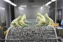 Procesamiento de camarones para exportación (Foto: VNA)