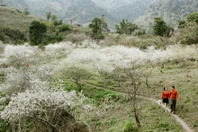 Temporada de flores de ciruelo en provincia vietnamita de Nghe An