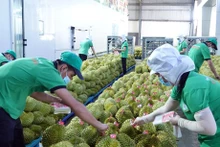 La exportación de durián a China aumenta fuertemente. (Fotografía: VNA)