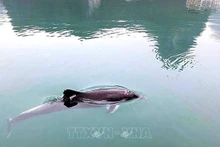 Apareció un delfín nadando en la cueva de Luon, en la bahía de Ha Long. (Foto: VNA)