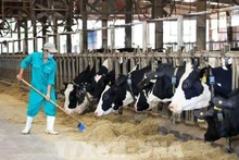 Granja de vacas lecheras de Vinamilk, en la provincia de Tay Ninh (Foto: VNA)
