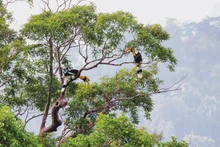 (Foto: Parque Nacional de Cat Tien)