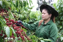 Las exportaciones de café de Vietnam alcanzaron 1,72 mil millones de dólares en el primer bimestre. (Foto: VNA)