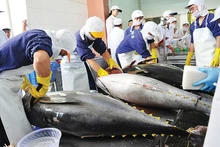 Exportaciones de atún al Reino Unido aumentarán en los próximos meses