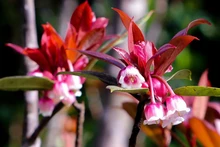 Las flores poseen la forma de campana con los colores de blanco y rosa (Fotografía: VNA)