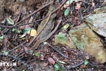 La serpiente rata oriental liberada a la naturaleza (Foto: VNA)
