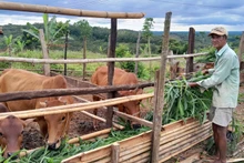 Las personas pobres en el distrito fronterizo de Bu Gia Map, después de recibir casas, también recibió vacas para mejorar la producción y condiciones de vida. (Foto: VNA)