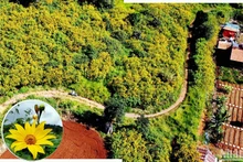 [Foto] Temporada de flores amarillas en ciudad montañosa de Da Lat