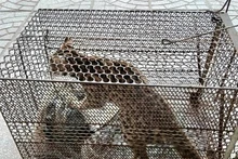 Parque vietnamita recibe macacos y felinos en peligro de extinción (Fuente:VNA)