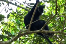 Descubren un raro langur de mejillas blancas en la Reserva Natural en Bac Kan (Foto: La Reserva Natural de Kim Hy)
