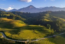 Terrazas de arroz en Sapa (Foto: VNA)