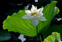 Temporada de loto blanco en el lago Tinh Tam