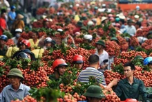 En la temporada de cultivo de lichi en Bac Giang (Foto: VNA)