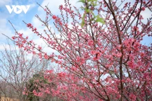 Brillantes flores de cerezo en provincia vietnamita
