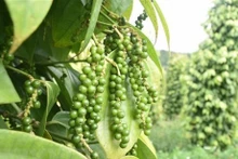 Pimienta de Vietnam (Foto: VNA)