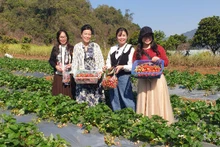 Turistas experimentan la recolección de fresas en una granja ubicada en Moc Chau. Foto: Minh Quang