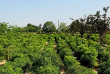Dinh Lang, una planta medicinal que se cultiva en la provincia de Ninh Thuan. (Fotografía: VNA)
