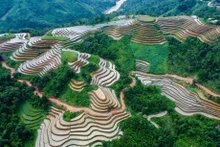 Terrazas de arroz llenas de agua en provincia montañosa de Vietnam