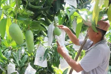 Cosecha de mango en la ciudad de Cao Lanh, provincia de Dong Thap. (Fotografía: VNA)