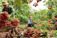 Cosecha de lichis en la provincia de Bac Giang. (Fotografía: VNA)