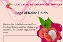Infografía: Llega a Reino Unido primer lote de lichi vietnamita U hong