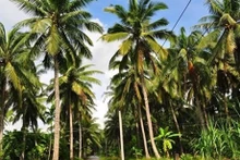 Provincia de Ben Tre, tierra de los cocoteros. (Fotografía: VNA)
