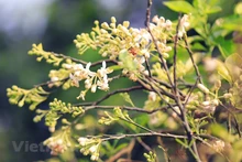 Aroma de flores de pomelo se extiende por calles de Hanói
