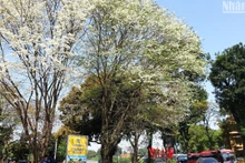 [Foto] Las hermosas flores Sua en Hanói