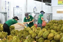 Durián, uno de los productos agrícolas principales vietnamitas para exportar al mercado chino. (Fotografía: VNA)